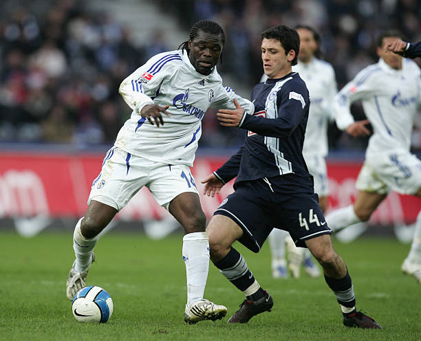 他们引进了 他们引进了